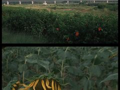 -光明小镇欢乐田园