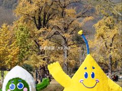 -千年银杏谷文化旅游区