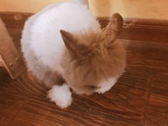 -志龙皇冠吃货椰子铺