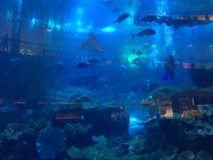 -迪拜水族馆及水下动物园