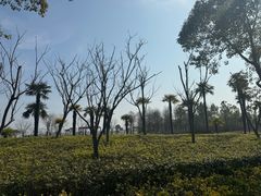 -春花秋色城市公园