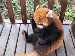 -普洱太阳河森林公园
