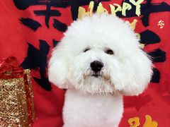 -精灵岛宠物生活馆(洪泽花园店)