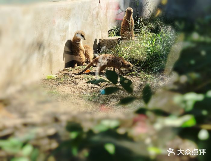 动物园图片 大众点评