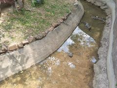 -野象谷景区