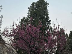 -陕西省红河谷森林公园