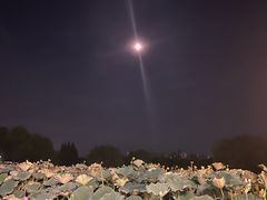 -鲁镇