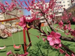 -爱彼格林珑悦幼儿园