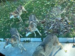 -北京野生动物园