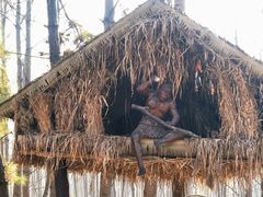 -合肥滨湖国家森林公园