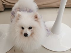 -怪兽屋·羊驼·猫咖·狗咖(俊华广场店)