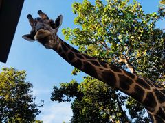 -清迈夜间动物园