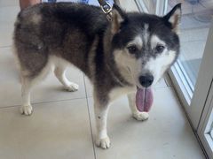 -宠福鑫康馨动物医院·骨科·眼科