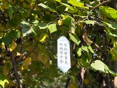 -大慈恩寺(大雁塔)