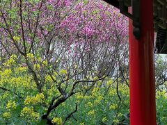 -南汇桃花村