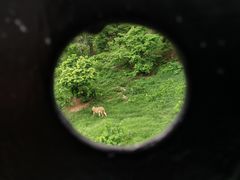 -深圳野生动物园