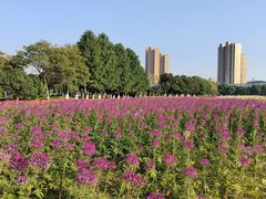 -映月湖中央公园