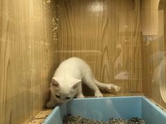 -屋虎猫馆(宝安大仟里店)