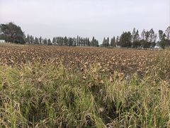 -洪湖生态旅游区