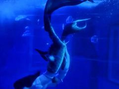 -太平洋海底世界