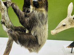 -国家自然博物馆