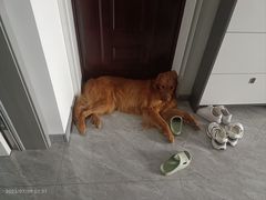 -宠颐生动物医院·心脏科·保险定点(锦阳分院)