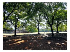 -上海共青森林公园