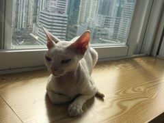 -Heymao猫咖.咖啡厅(东门店)