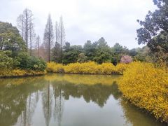 -上海滨江森林公园