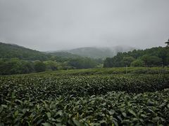 -茅家埠