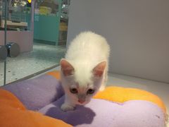 -龟与熊猫宠物公园(南坪店)