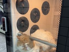 -瑞派宠物医院·犬猫全科·猫友好(宾水西道店)