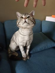 -幸运7纹身刺青Lucky7tattoo