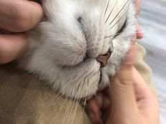 -BABIT巴比特宠物(MOMOPARK店)