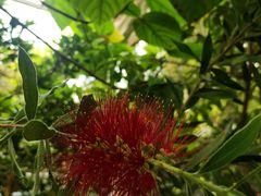 -呀路古热带植物园