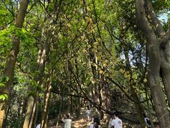 -火炉山森林公园