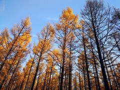 -塞罕坝国家级自然保护区