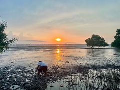 -宝安西湾红树林湿地公园