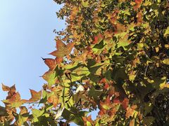 -广州市石门国家森林公园