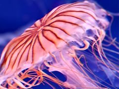 -海合安天津极地海洋公园