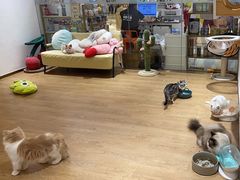 -1013 PET SHOP精品宠物商店(丁香店)