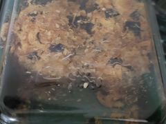 -泸溪河桃酥(欧尚店)