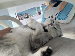 -喵的天空名猫咖啡馆·撸猫·猫舍·用品