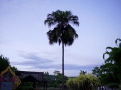 -中国科学院西双版纳热带植物园