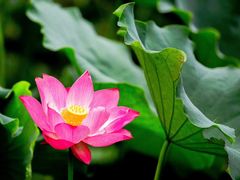 -四川大学(华西校区)