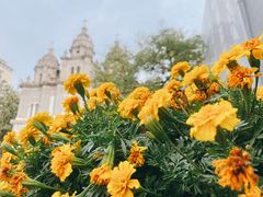 -王府井天主教堂