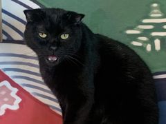 -泰国佛·塔罗·泰牌狐仙古曼