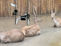 -上海野生动物园老虎餐厅