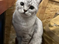 -聚首堂·特色小吃·肘子·炙子烤肉烤串(什刹海德胜门店)