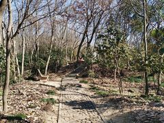 -上海佘山国家森林公园天马山园